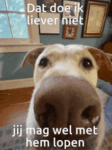 Dog Dutch GIF - Dog Dutch Hondlopen GIFs
