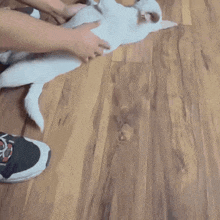 a person is petting a white dog laying on its back on a wooden floor