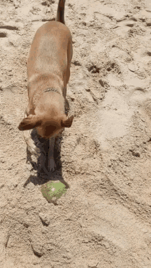 Dog Digging GIF - Dog Digging To Procurando GIFs