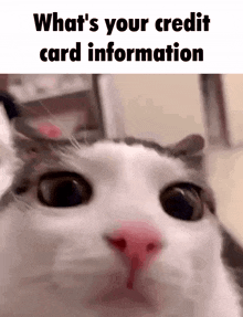 Cat Cat Meme GIF - Cat Cat Meme Credit Card GIFs