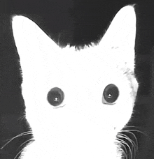 a black and white photo of a white cat with big eyes