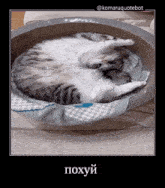 a picture of a cat laying in a bowl with a foreign language caption