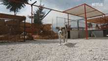 Dog Dogs GIF - Dog Dogs Approach GIFs