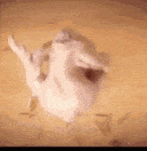Happy Thanksgiving To You And Your Family GIF - Happy Thanksgiving To You And Your Family GIFs