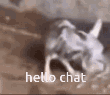 shaking rat rat hello chat hello chat