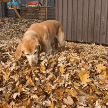 Chien Chinois GIF