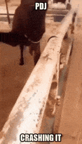a horse standing next to a railing with the words pdj crashing it on it