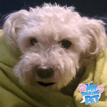 a small white dog is wrapped in a yellow blanket .