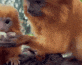 a baby monkey is being held by its mother