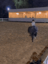Hasbullah Horse GIF - Hasbullah Horse Ride GIFs
