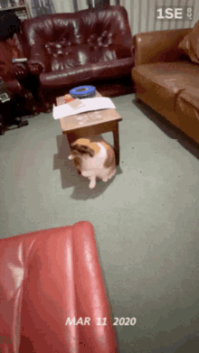 Cat Play GIF - Cat Play Silly GIFs