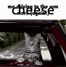 Cum Store Lol Lich Cat Cat GIF - Cum Store Lol Lich Cat Cat Driving GIFs