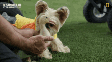 Quacking Cesar Millan Better Human Better Dog GIF