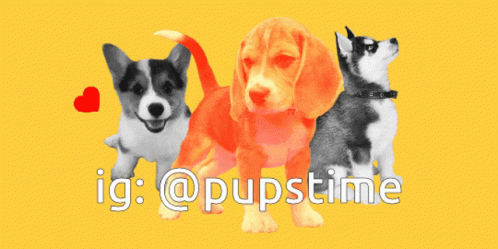 Dog Dog Slide GIF - Dog Dog Slide Puppy - Discover & Share GIFs