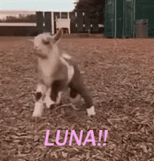 Luna Luna Jump GIF - Luna Luna Jump GIFs