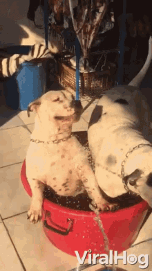Dogs Taking A Shower Water GIF - Dogs Taking A Shower Water Dogs GIFs