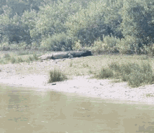 sliding croc crocodile aligator wake up