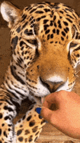 a close up of a leopard being petted by a person 's hand