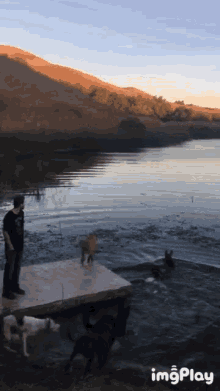 Dive In Dogs GIF - Dive In Dogs Lab GIFs