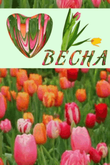 весна тюльпаны GIF