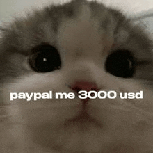 Bglamours Paypal Me 3000 Usd GIF