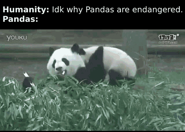 Panda Endangered Fight Funny Gif Meme Gif GIF - Panda Endangered Fight Funny  Gif Meme Gif - Discover & Share GIFs
