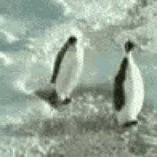 administrativeday penguin penguins waddle feathers
