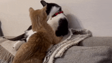 Cat Pissed Off Cat Slap GIF - Cat Pissed Off Cat Slap GIFs