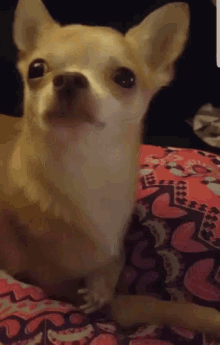 Dogs Yawn GIF - Dogs Yawn Chihuahua GIFs