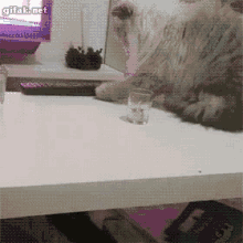 Cat Jerk GIF - Cat Jerk Push GIFs