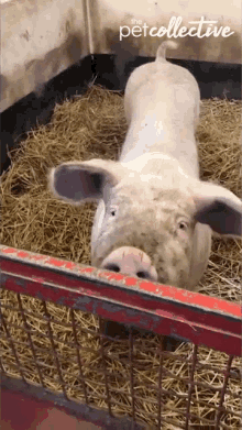 Pig Eating GIF - Pig Eating Stare GIFs