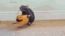 Trick Or Treat! (Mousey Style) GIF - Halloween Trick Or Treat Mouse GIFs