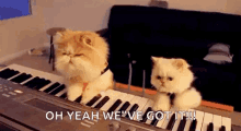 Band Cats GIF