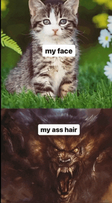 a picture of a kitten and a picture of a werewolf with the words " my face my ass hair "