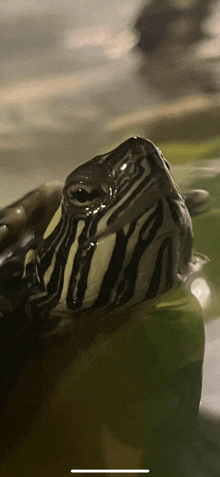 a close up of a turtle 's head with a green background