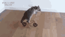 funny animals racoon bicycle riding