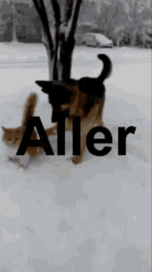 Aller Ta Gueule Cat And Dog GIF - Aller Ta Gueule Cat And Dog Dog GIFs