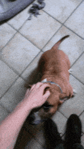 a person petting a brown dog on the floor