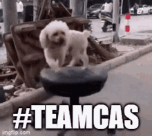 teamcas teamcasper dog dog running dog spinning chair