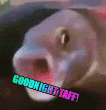Taffy Goodnight GIF