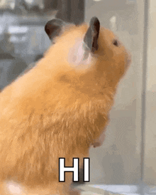 a close up of a hamster looking out a window with the words hi written on it .