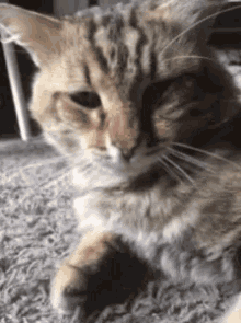 Cat Tired GIF - Cat Tired Chat GIFs
