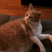 Orange Cat GIF - Orange Cat Sneeze GIFs