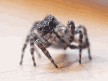 arachnids spiders