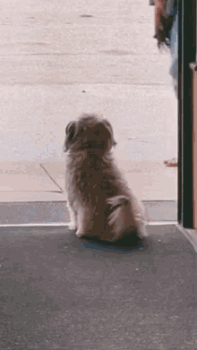 Cute Dog GIF - Cute Dog Waiting GIFs