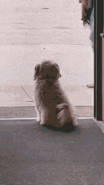 Cute Dog GIF - Cute Dog Waiting - Discover & Share GIFs