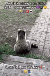 a picture of a raccoon sitting on a brick sidewalk with the caption " blud is planning something really mischievous "