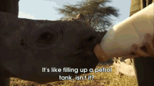 David Attenborough Meets A Blind Baby Rhino GIF