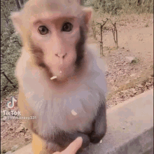 Monkey Crazy GIF