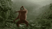 Monkey Dance GIF - Monkey Dance Orangutan GIFs